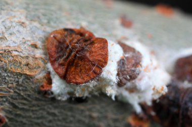 Kuzey Çin 'deki dallardaki böcekleri ölçeklendir.