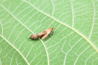 Lepidoptera böcekleri vahşi doğada, Kuzey Çin