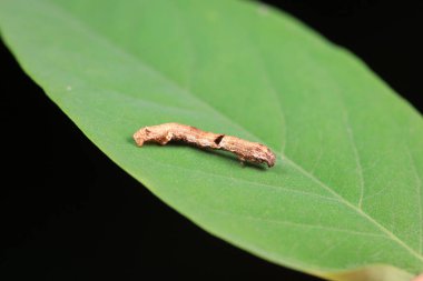 Lepidoptera larva larvası vahşi doğada, Kuzey Çin