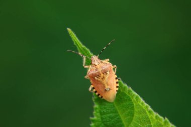 Pis kokulu böcekler vahşi Çin 'de yaşar.