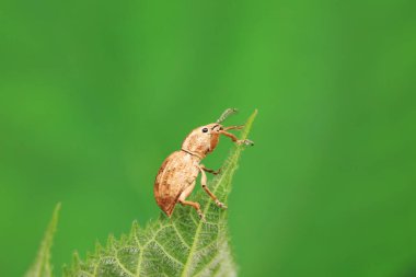 Yabani bitkiler, Kuzey Çin