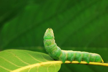 Lepidoptera larvaları vahşi doğada, Kuzey Çin