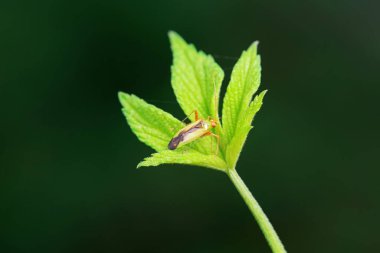 Vahşi doğada hemiptera böcekleri, Kuzey Çin