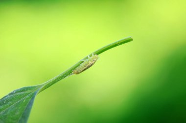 Hispidae ailesi Kuzey Çin 'de bitkilerin üzerinde sürünüyor.