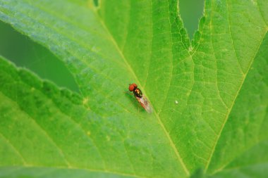 Kuzey Çin 'deki yabani bitkiler üzerindeki sinek.