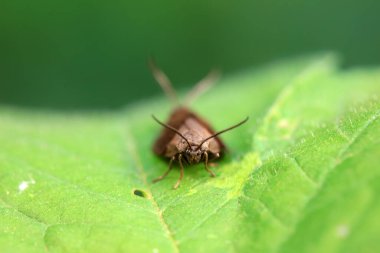 Lepidoptera böcekleri vahşi doğada, Kuzey Çin