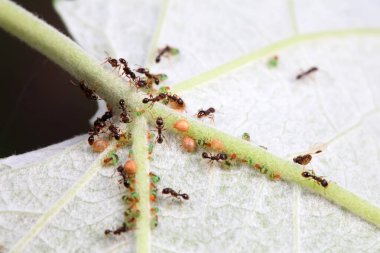 Karıncalar vahşi doğada, Kuzey Çin
