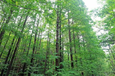 Pekin Botanik Bahçesindeki Metasequoia bitkileri