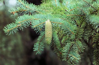 Pekin Botanik Bahçesi, Çin 'de ladin meyvesi