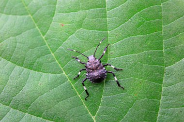 Vahşi doğada hemiptera böcekleri, Kuzey Çin