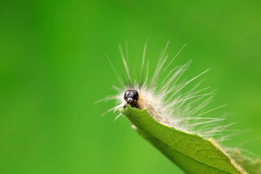 Lepidoptera larvaları vahşi doğada, Kuzey Çin