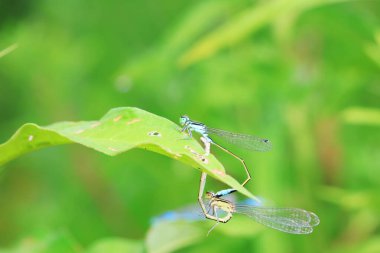 Kelebek, bir yusufçuk böceği, Kuzey Çin