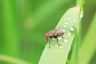 Kuzey Çin 'deki yabani bitkilerin üzerinde uçuyor.
