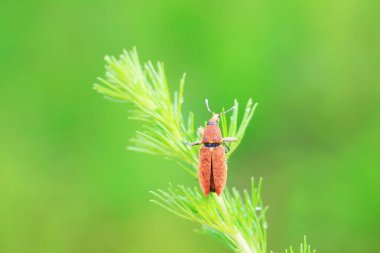 Yabani bitkiler, Kuzey Çin