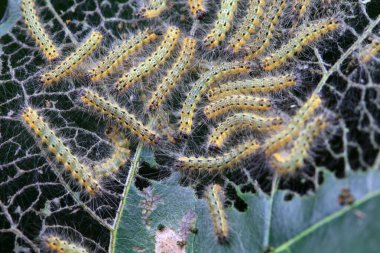 Lepidoptera larvaları vahşi doğada, Kuzey Çin
