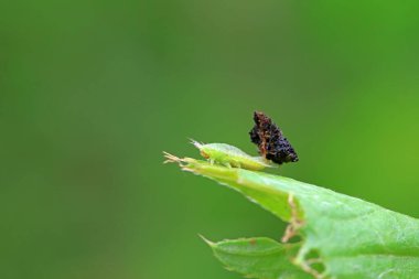 Hispidae ailesi Kuzey Çin 'de bitkilerin üzerinde sürünüyor.