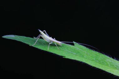 Kuzey Çin 'deki yabani bitkiler üzerine ağaç cırcırböceği