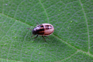 Vahşi doğada hemiptera böcekleri, Kuzey Çin