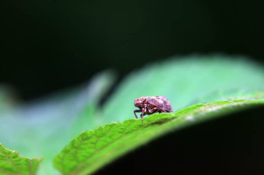 Kuzey Çin 'deki yabani bitkilerin üzerindeki Cicadellidae böcekleri.