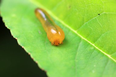 Kuzey Çin 'deki yabani bitkilerin üzerinde arı larvaları.