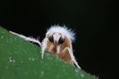 Lepidoptera böcekleri vahşi doğada, Kuzey Çin