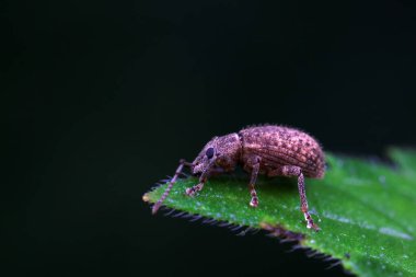 Yabani bitkiler, Kuzey Çin