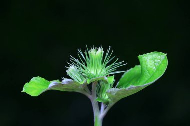 Yabani dulavrat otu çiçeği, yabani bir bitki, Kuzey Çin