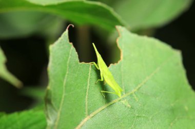 Vahşi doğada, Kuzey Çin 'de Atractomorpha sinensis