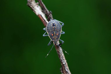 Vahşi doğada hemiptera böcekleri, Kuzey Çin