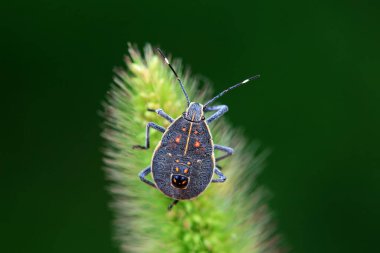 Vahşi doğada hemiptera böcekleri, Kuzey Çin