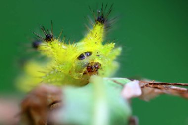 Lepidoptera larvaları vahşi doğada, Kuzey Çin