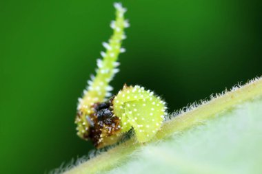Lepidoptera larvaları vahşi doğada, Kuzey Çin