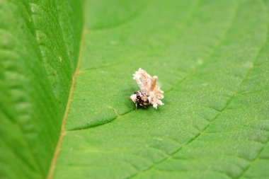 Kuzey Çin 'deki yabani bitkilerin üzerindeki Cicadellidae böcekleri.