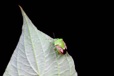 Vahşi doğada hemiptera böcekleri, Kuzey Çin