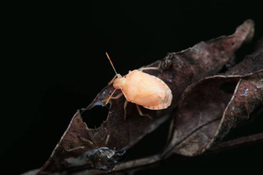 Vahşi doğada hemiptera böcekleri, Kuzey Çin