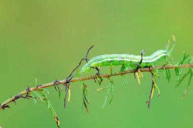 Lepidoptera larvaları vahşi doğada, Kuzey Çin