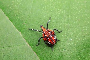 Kuzey Çin 'deki yabani bitkilerin üzerindeki Cicadellidae böcekleri.