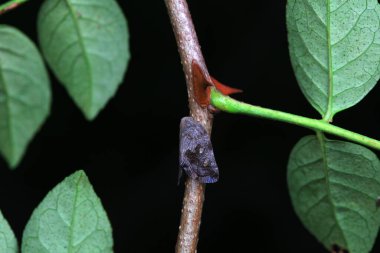 Kuzey Çin 'deki yabani bitkilerin üzerindeki Cicadellidae böcekleri.