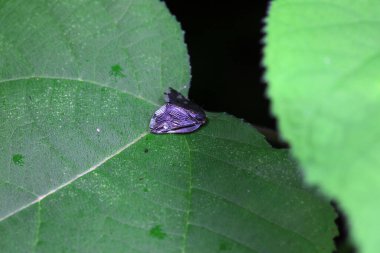 Kuzey Çin 'deki yabani bitkilerin üzerindeki Cicadellidae böcekleri.