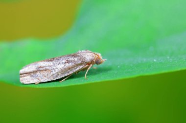 Lepidoptera böcekleri vahşi doğada, Kuzey Çin