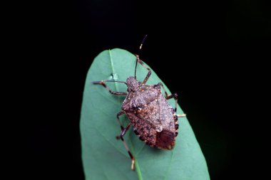 Vahşi doğada hemiptera böcekleri, Kuzey Çin