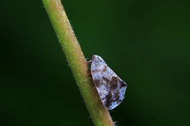 Kuzey Çin 'deki yabani bitkilerin üzerindeki Cicadellidae böcekleri.