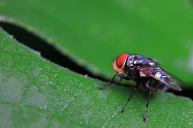 Flies on wild plants, North China clipart