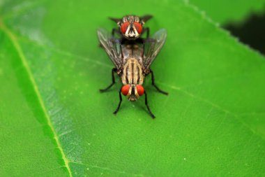 Kuzey Çin 'deki yabani bitkilerin üzerinde uçuyor.