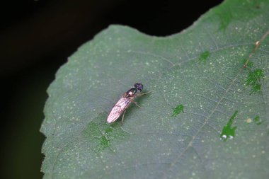 Kuzey Çin 'deki yabani bitkiler üzerindeki sinek.