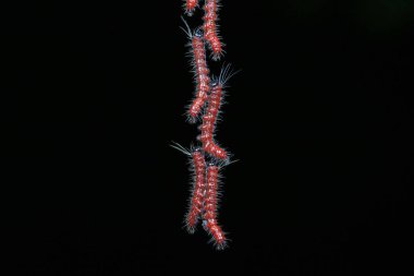 Lepidoptera larvaları vahşi doğada, Kuzey Çin