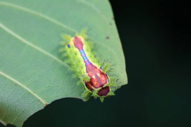 Lepidoptera larvaları vahşi doğada, Kuzey Çin