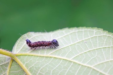 Lepidoptera larvaları vahşi doğada, Kuzey Çin