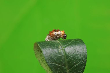 Lepidoptera larvaları vahşi doğada, Kuzey Çin