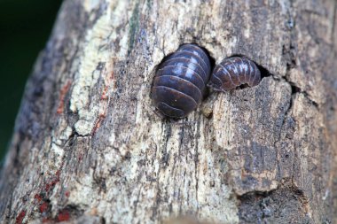 Vahşi doğadaki sıçan kadın, Kuzey Çin